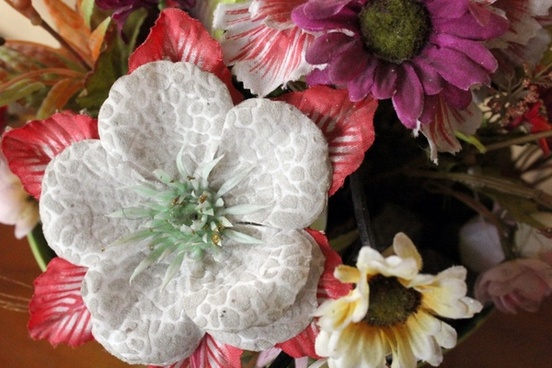 White flower with long leaves 3 Free stock photos in JPEG (.jpg ...