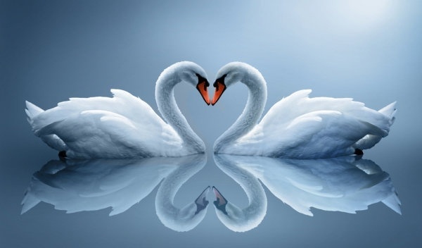 love swans