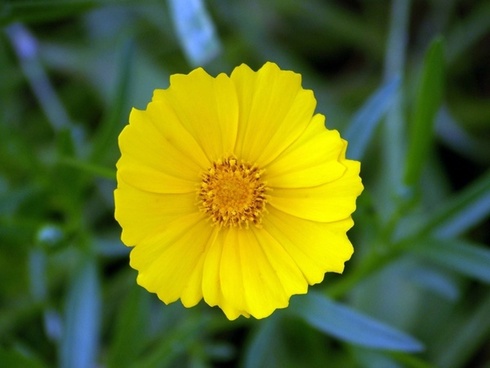 Download A Small Yellow Flower Free Stock Photos Download 20 056 Free Stock Photos For Commercial Use Format Hd High Resolution Jpg Images