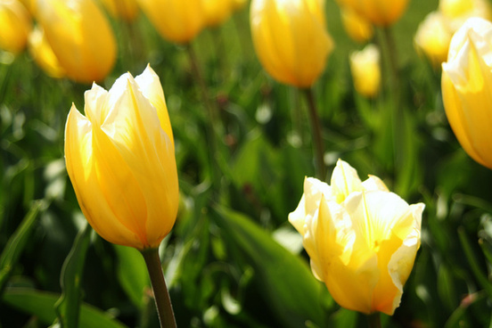 Yellow tulips hd picture Free stock photos in Image format: jpg, size ...