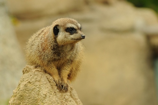 Meerkat standing animal Free stock photos in JPEG (.jpg) 2014x3039 ...