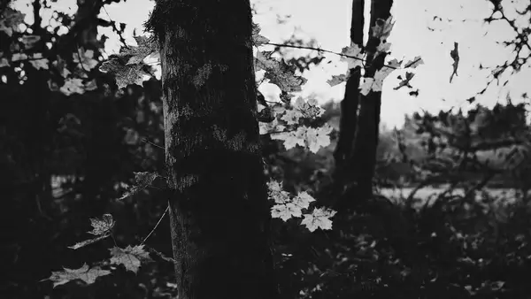 10056 late autumn