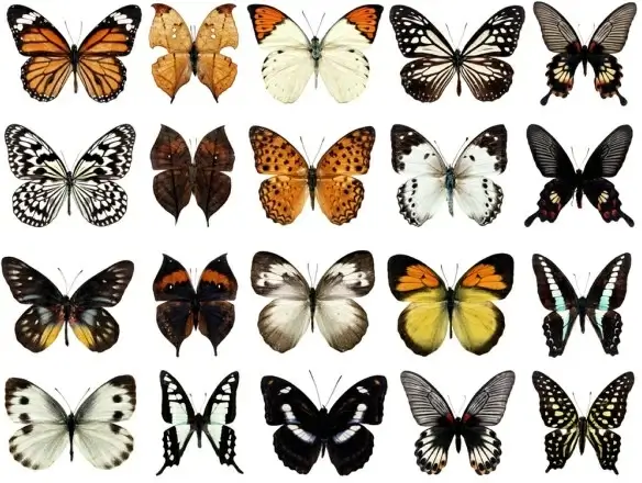 100 species of butterflies psd layered highdefinition 2