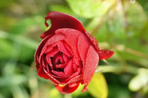 1mio drops red rose ii 1mio tropfen rote rose ii 