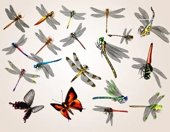20 dragonfly and butterfly psd
