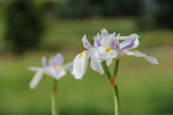 2 white purple 038 yellow iris flowers
