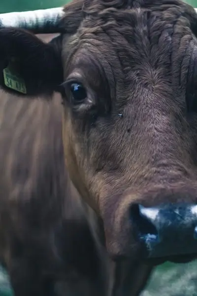 3 4 animal close up cow eye farm fur nose