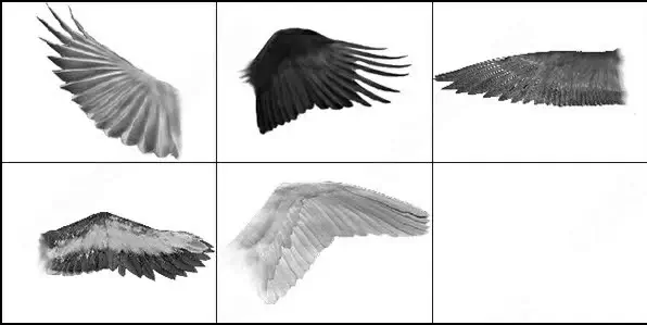 5 different wings photoshop cs2 brush 