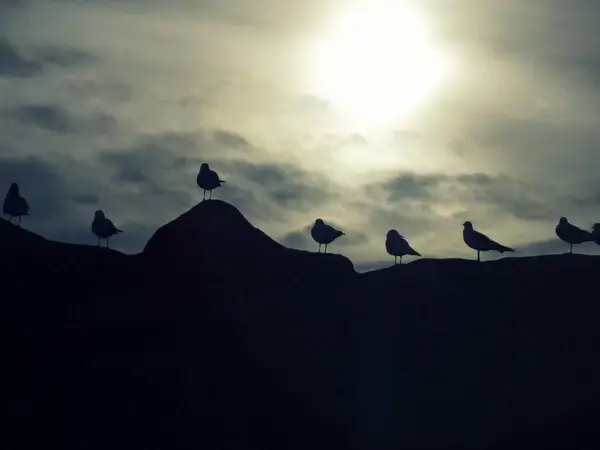 60365 seagulls