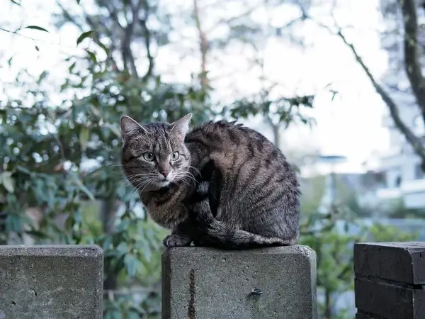 7de 3293217 cat fence dusk