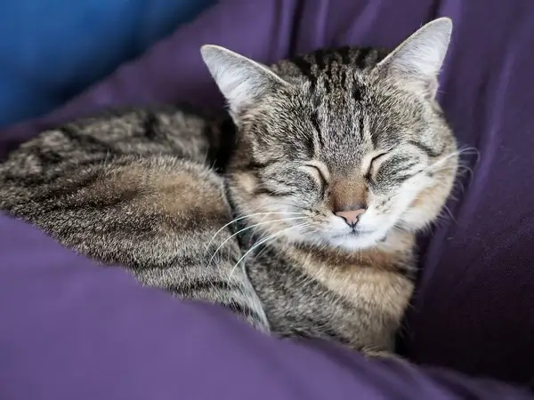 7de 5293859 cat nice warm