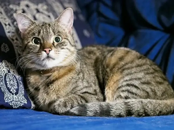 7de 8035044 tuna