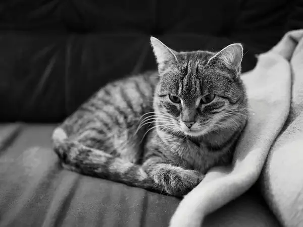 7de c236584 tuna
