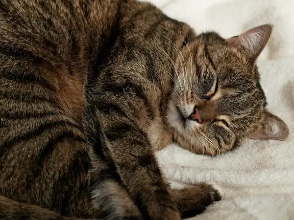 7df 1130640 tuna almost asleep