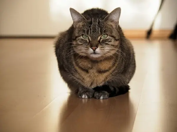 7df 4010452 not april cats day