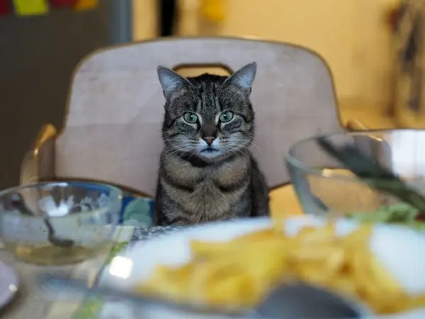 7df 4110586 whats for dinner