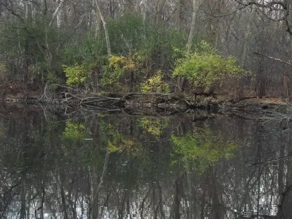 a beautiful reflection of trees