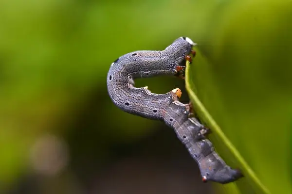 a caterpillar