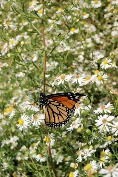 a monarch among weeds