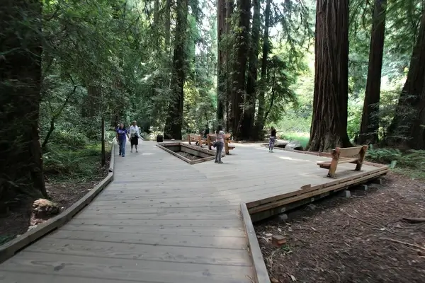 a trip to muir woods san francisco aug 2014