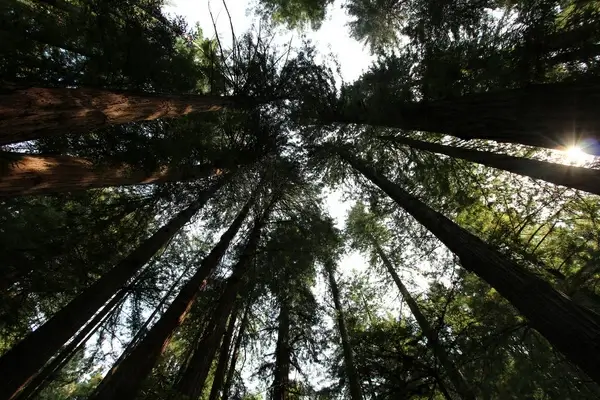 a trip to muir woods san francisco aug 2014