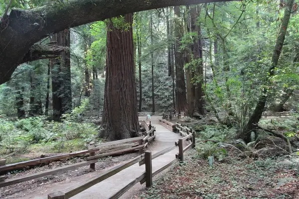a trip to muir woods san francisco aug 2014
