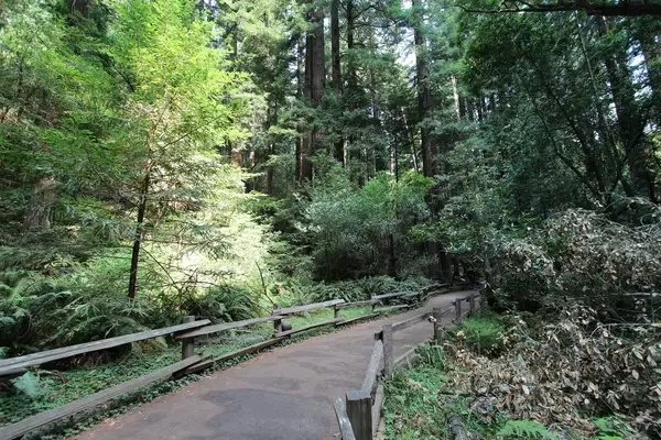 a trip to muir woods san francisco aug 2014