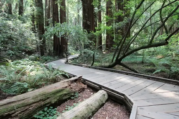 a trip to muir woods san francisco aug 2014