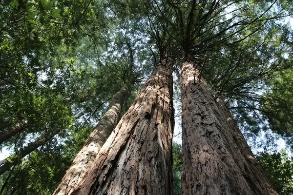 a trip to muir woods san francisco aug 2014