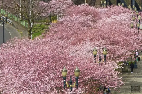 above all pink