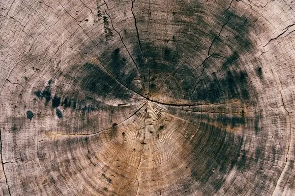 abstract age annual background bark crack decay