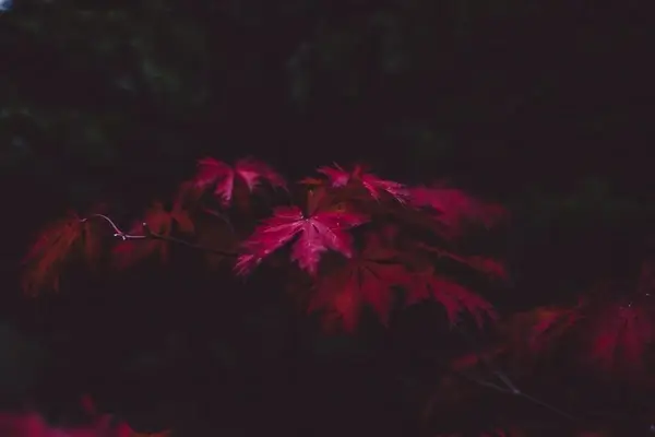abstract autumn background color concert dark design