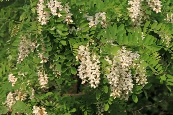 acacia blooming flowers