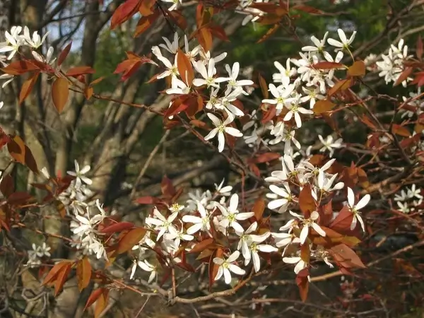 acadia national park flowers trees