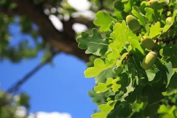 acorns