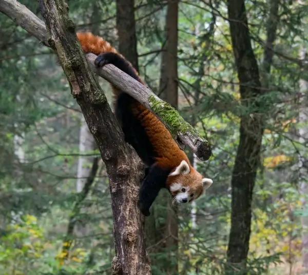 action branch climbing daytime endangered species