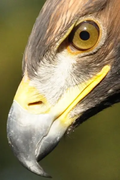 adler eye bill