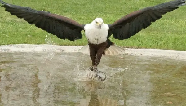adler raptor animal