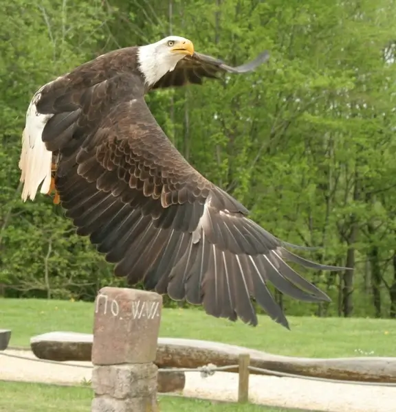 adler raptor bird