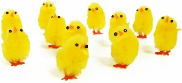 adorable animal baby