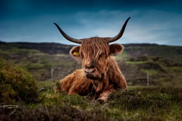 adult male cattle