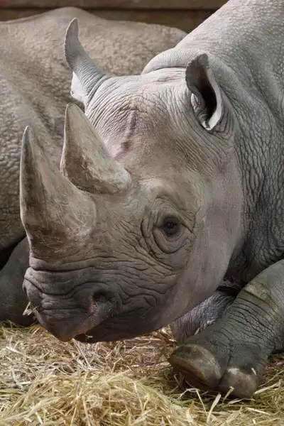 africa african animal