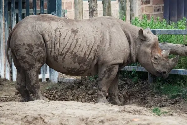 africa african animal