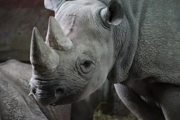africa african animal
