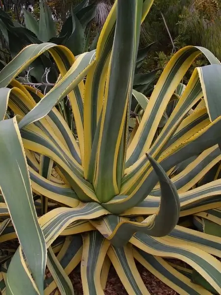agave cactus plant
