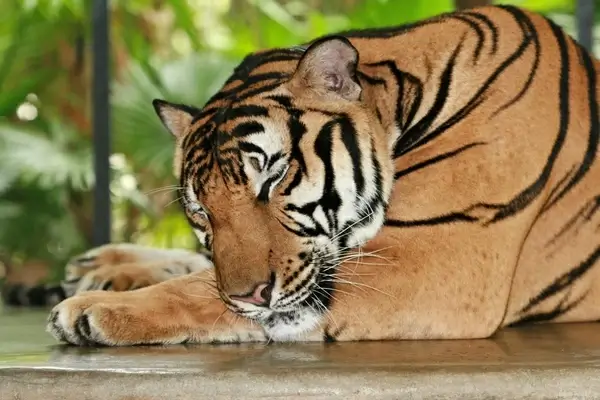 aggression angry animal cat cute danger endangered
