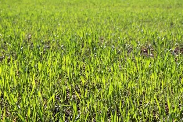 agriculture background crop
