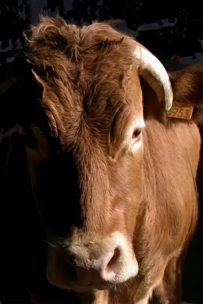 agriculture campaign cow