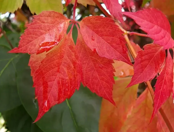 ah ces couleurs et ces larmes 