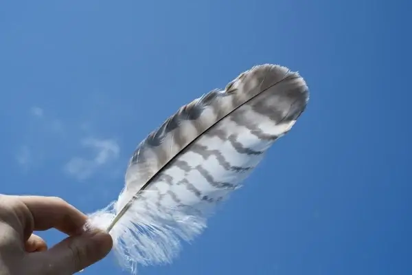 air animal bird blue sky cloud dove feather flight